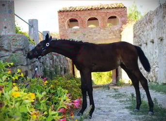 Italienisches Reitpferd, Hengst, Fohlen (05/2025), Dunkelbrauner