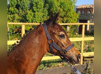 Italienisches Reitpferd, Hengst, Fohlen (05/2025), Dunkelbrauner