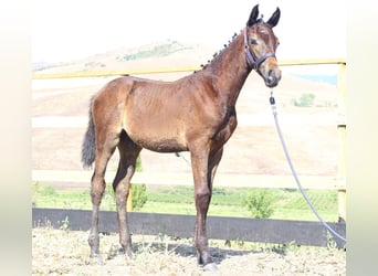 Italienisches Reitpferd, Hengst, Fohlen (05/2025), Dunkelbrauner