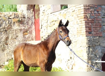Italienisches Reitpferd, Hengst, Fohlen (05/2025), Dunkelbrauner
