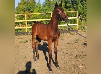 Italienisches Reitpferd, Hengst, Fohlen (05/2025), Dunkelbrauner