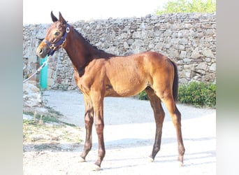 Italienisches Reitpferd, Hengst, Fohlen (05/2025), Dunkelbrauner
