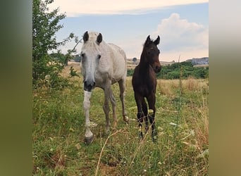 Italienisches Reitpferd, Hengst, , Dunkelbrauner