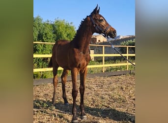 Italienisches Reitpferd, Hengst, Fohlen (05/2025), Dunkelbrauner