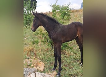 Italienisches Reitpferd, Hengst, , Dunkelbrauner