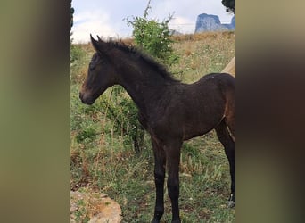 Italienisches Reitpferd, Hengst, , Dunkelbrauner