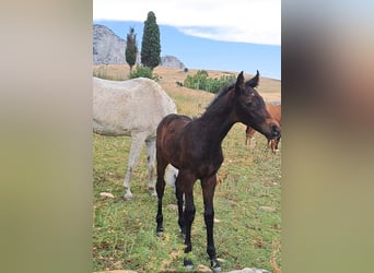 Italienisches Reitpferd, Hengst, , Dunkelbrauner