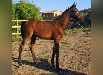 Italienisches Reitpferd, Hengst, Fohlen (05/2025), Dunkelbrauner