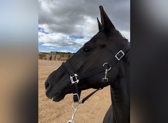 Italienisches Reitpferd, Stute, 10 Jahre, 165 cm, Rappe