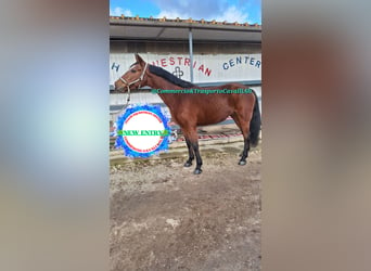 Italienisches Reitpferd Mix, Stute, 11 Jahre, 158 cm, Dunkelbrauner