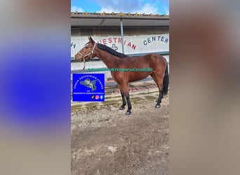 Italienisches Reitpferd Mix, Stute, 11 Jahre, 158 cm, Dunkelbrauner