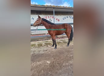 Italienisches Reitpferd Mix, Stute, 11 Jahre, 158 cm, Dunkelbrauner