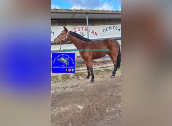 Italienisches Reitpferd Mix, Stute, 11 Jahre, 160 cm, Dunkelbrauner