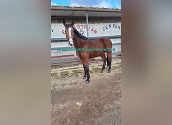 Italienisches Reitpferd Mix, Stute, 11 Jahre, 160 cm, Dunkelbrauner