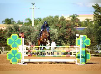 Italienisches Reitpferd, Stute, 11 Jahre, 163 cm, Brauner