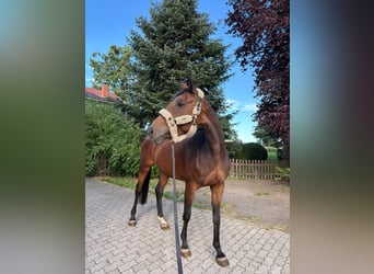 Italienisches Reitpferd, Stute, 12 Jahre, 175 cm, Brauner