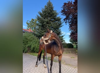 Italienisches Reitpferd, Stute, 12 Jahre, 175 cm, Brauner