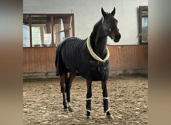 Italienisches Reitpferd, Stute, 12 Jahre, 175 cm, Brauner