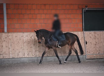 Italienisches Reitpferd, Stute, 12 Jahre, 175 cm, Brauner