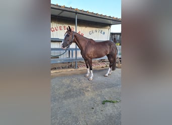 Italienisches Reitpferd, Stute, 13 Jahre, 165 cm, Fuchs