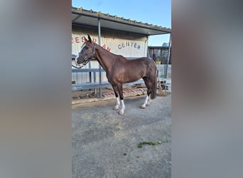 Italienisches Reitpferd, Stute, 13 Jahre, 165 cm, Fuchs
