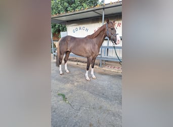 Italienisches Reitpferd, Stute, 13 Jahre, 165 cm, Fuchs