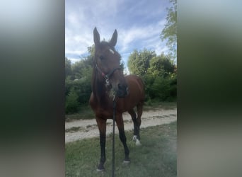 Italienisches Reitpferd, Stute, 13 Jahre, 170 cm, Brauner