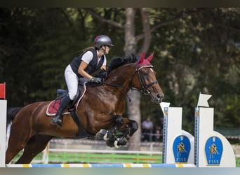 Italienisches Reitpferd, Stute, 13 Jahre, 170 cm, Brauner