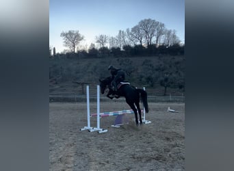 Italienisches Reitpferd, Stute, 14 Jahre, 160 cm, Dunkelbrauner