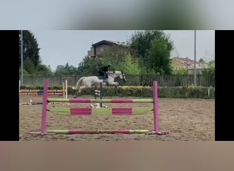 Italienisches Reitpferd, Stute, 14 Jahre, 165 cm, Schimmel