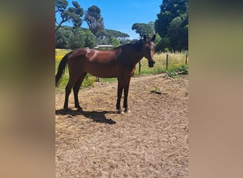 Italienisches Reitpferd, Stute, 14 Jahre, 166 cm, Brauner