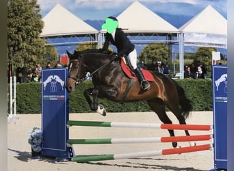 Italienisches Reitpferd, Stute, 14 Jahre, 168 cm, Schwarzbrauner