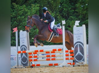 Italienisches Reitpferd, Stute, 15 Jahre, 160 cm, Dunkelbrauner