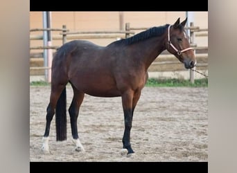 Italienisches Reitpferd, Stute, 15 Jahre, 170 cm, Brauner