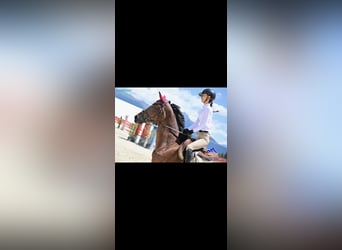 Italienisches Reitpferd, Stute, 16 Jahre, 168 cm