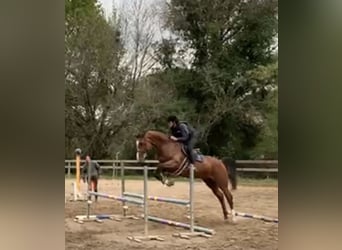Italienisches Reitpferd, Stute, 16 Jahre, 172 cm, Brauner