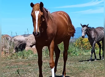 Italienisches Reitpferd, Stute, 1 Jahr, 170 cm, Fuchs