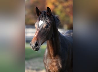 Italienisches Reitpferd, Stute, 1 Jahr, Brauner