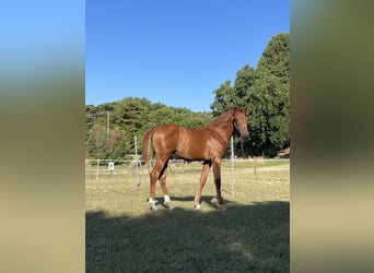 Italienisches Reitpferd, Stute, 1 Jahr, Fuchs