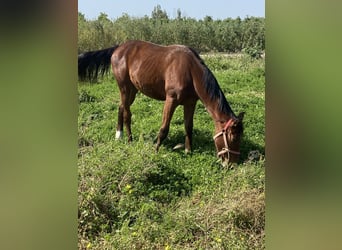 Italienisches Reitpferd, Stute, 1 Jahr, Hellbrauner