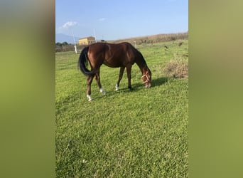 Italienisches Reitpferd, Stute, 1 Jahr, Hellbrauner