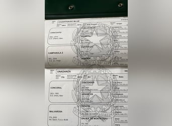 Italienisches Reitpferd, Stute, 2 Jahre, 165 cm, Brauner