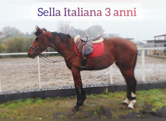 Italienisches Reitpferd, Stute, 3 Jahre, 158 cm, Rotbrauner