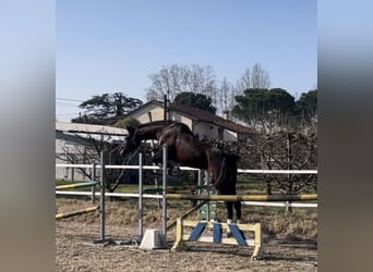 Italienisches Reitpferd, Stute, 3 Jahre, 165 cm, Brauner