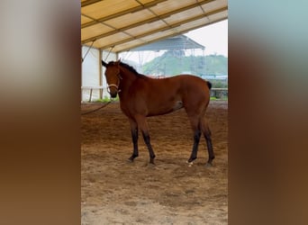 Italienisches Reitpferd, Stute, 4 Jahre, 166 cm, Brauner