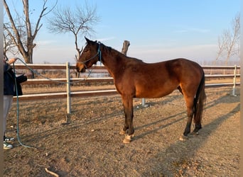 Italienisches Reitpferd, Stute, 4 Jahre, 168 cm, Rotbrauner