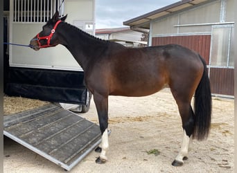 Italienisches Reitpferd, Stute, 5 Jahre, 165 cm, Brauner