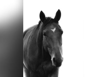 Italienisches Reitpferd, Stute, 5 Jahre, Hellbrauner