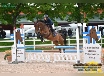 Italienisches Reitpferd, Stute, 6 Jahre, 165 cm, Brauner