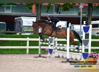 Italienisches Reitpferd, Stute, 6 Jahre, 165 cm, Brauner